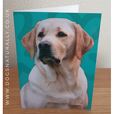 Labrador (Yellow) Jazzy Greetings Card